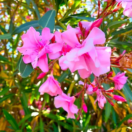 Nyaraló Flora Con Piscina *