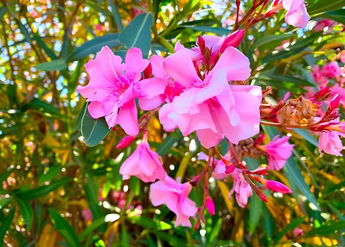 Nyaraló Flora Con Piscina *